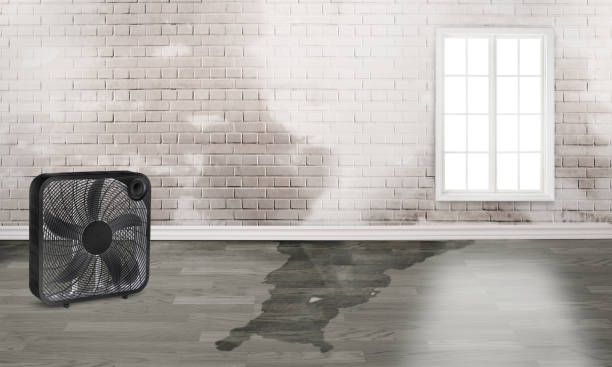 Best 24/7 water damage repair  in Mlstadt, IL