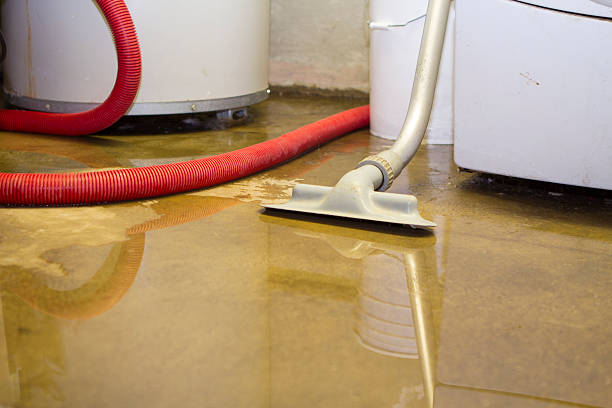 Best Water damage restoration process  in Mlstadt, IL