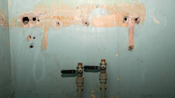 Best Mold removal after water damage  in Mlstadt, IL